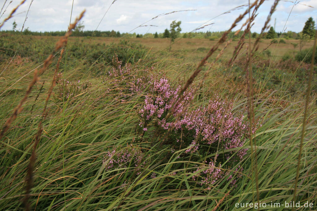 Pfeifengras und Heidekraut im Brackvenn, Hohes Venn