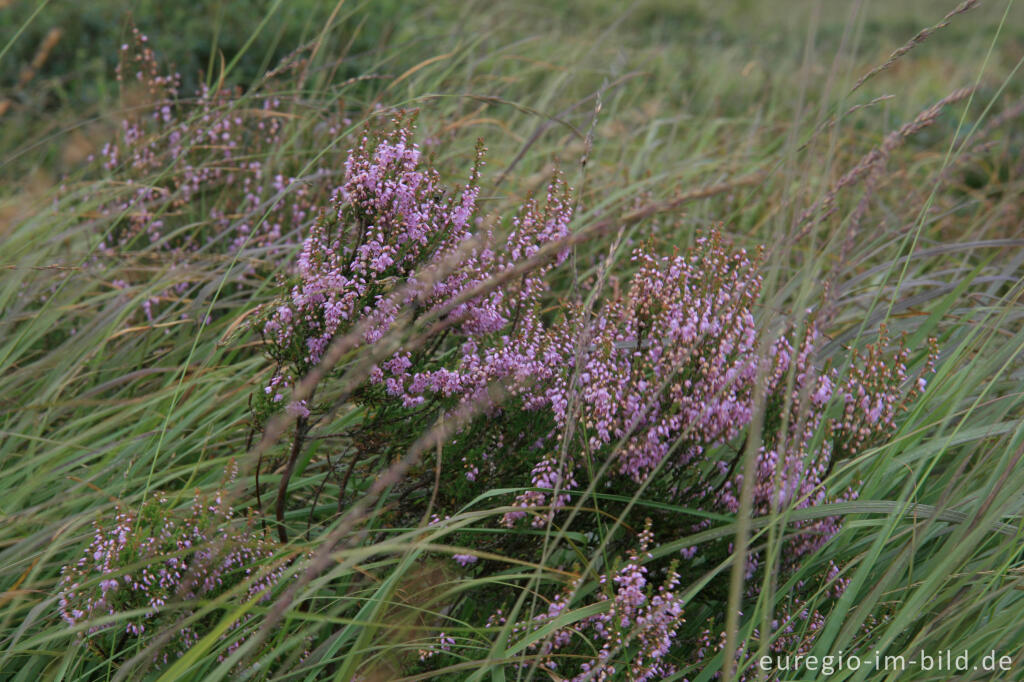 Detailansicht von Pfeifengras und Heidekraut im Brackvenn, Hohes Venn