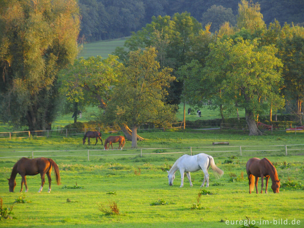 Pferde im Pferdelandpark, Soers bei Aachen