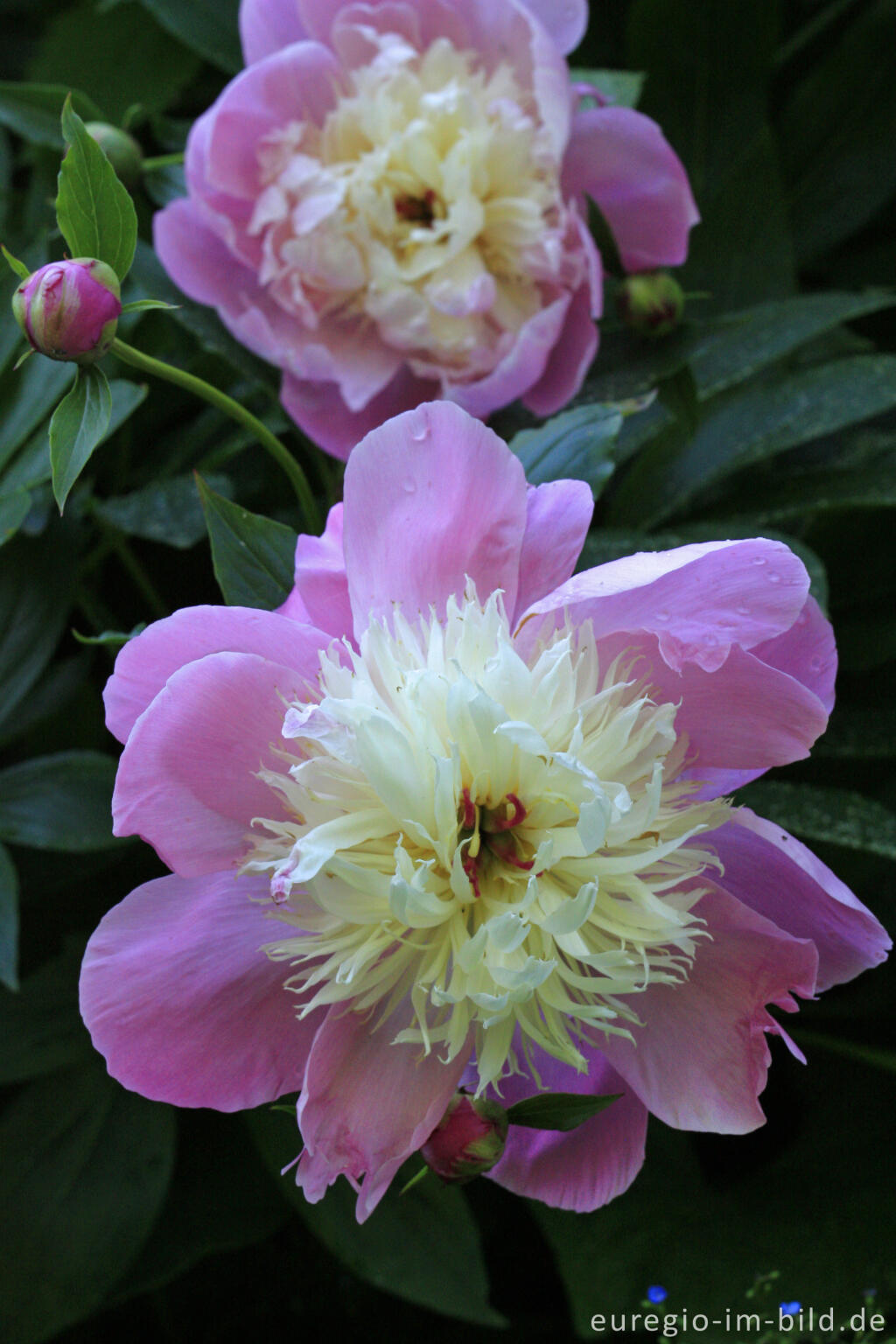 Detailansicht von Pfingstrose "Bowl of Beauty"