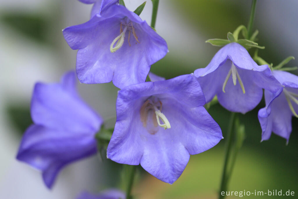 Detailansicht von Pfirsichblättrige Glockenblume, Campanula persicifolia