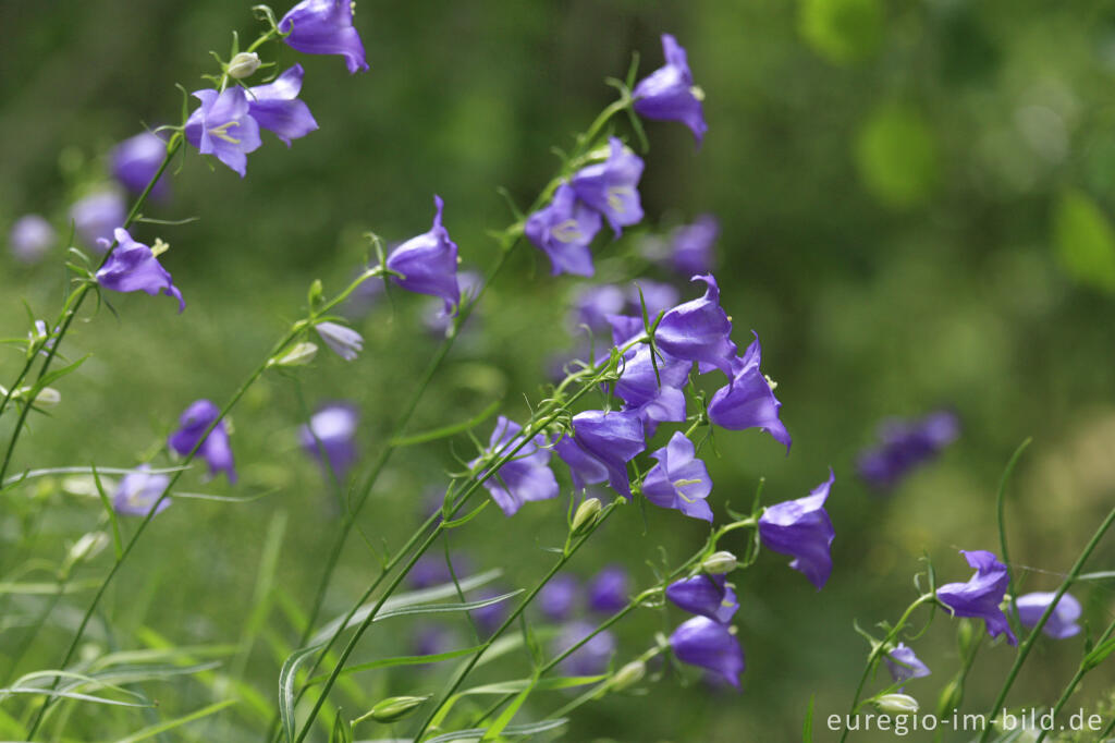 Detailansicht von Pfirsichblättrige Glockenblume, Campanula persicifolia
