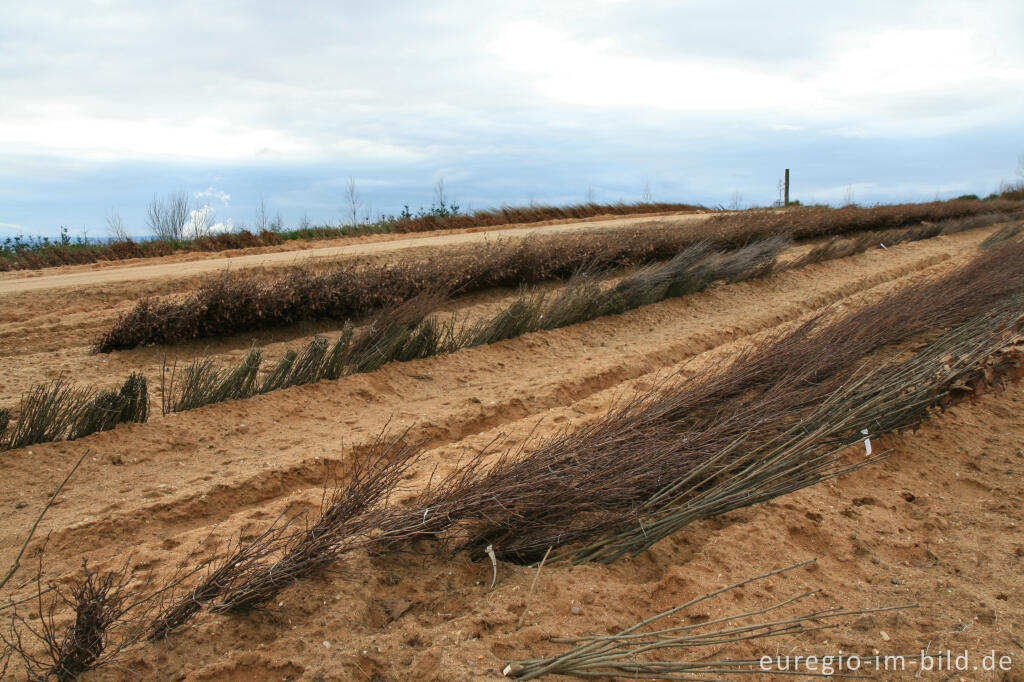 Detailansicht von Pflanzen zur Rekultivierung auf der Sophienhöhe, Tagebau Hambach