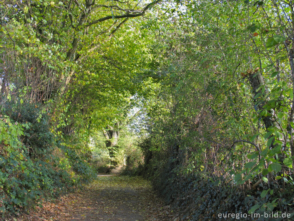 Philippionsweg, alter Hohlweg bei Aachen - Hanbruch