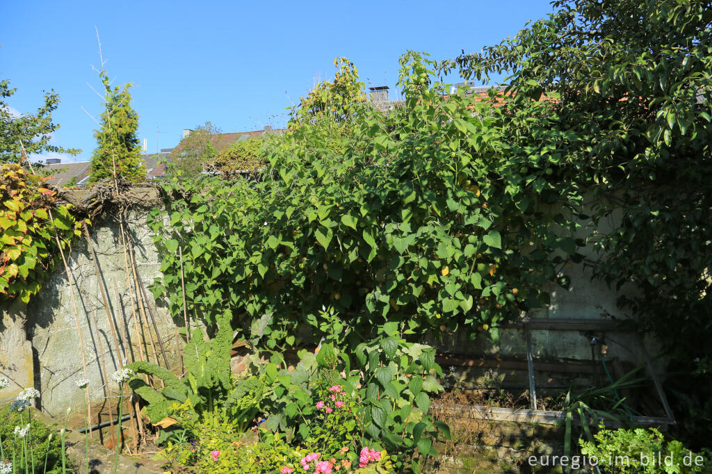 Detailansicht von Physalis oder Andenbeere