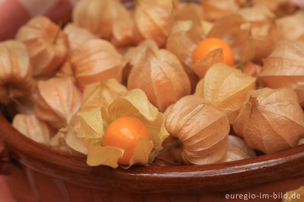 Detailansicht von Physalis oder Andenbeere