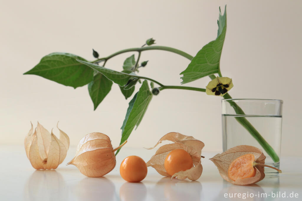 Detailansicht von Physalis oder Andenbeere