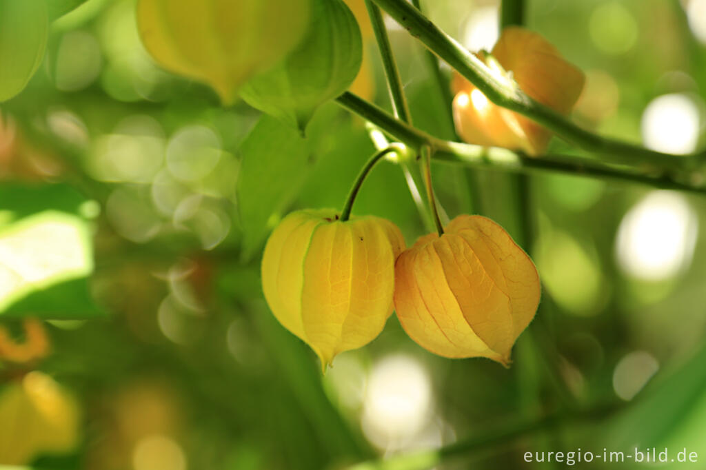 Detailansicht von Physalis oder Andenbeere