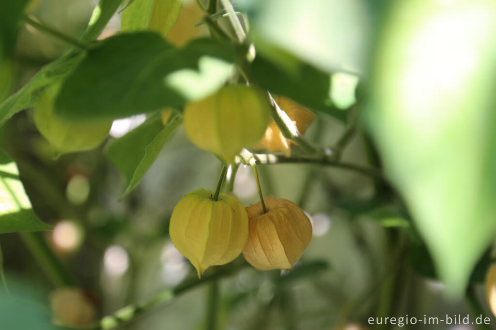 Detailansicht von Physalis oder Andenbeere