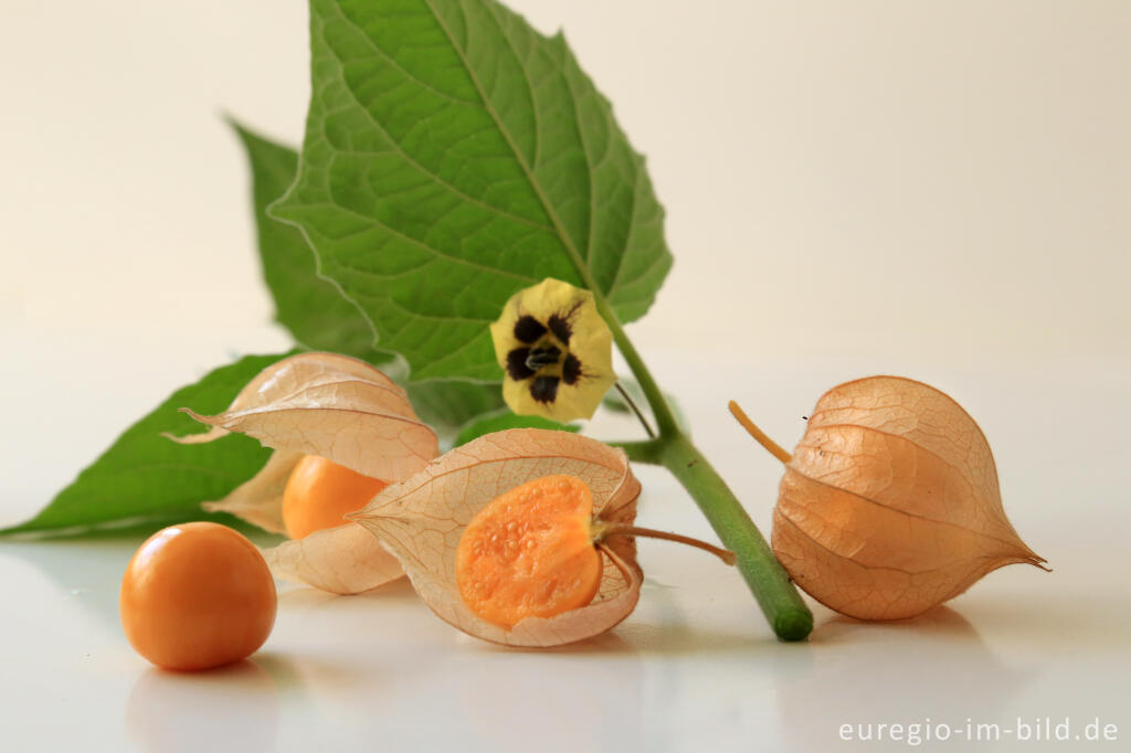 Detailansicht von Physalis oder Andenbeere