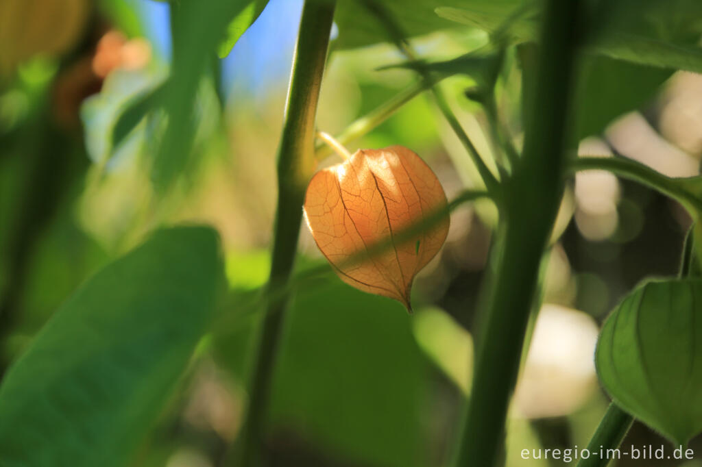 Detailansicht von Physalis oder Andenbeere