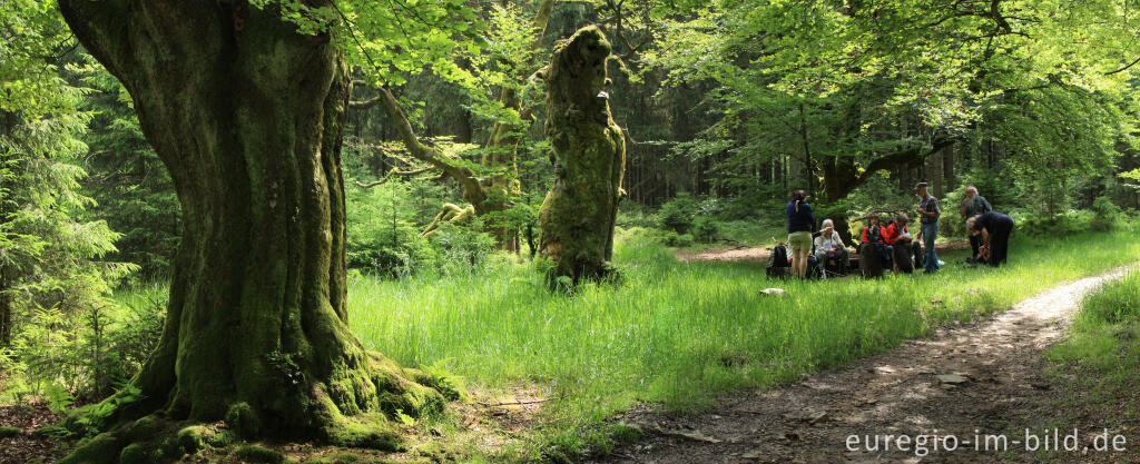 Detailansicht von Picknick bei der Baumgruppe „Six Hêtres“ 