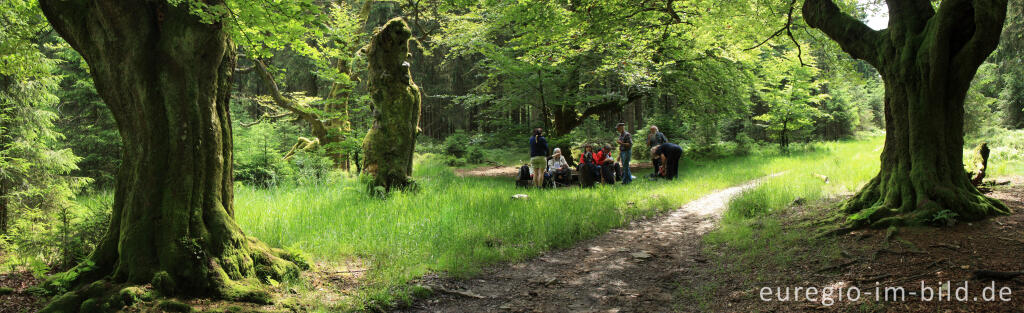 Detailansicht von Picknick bei der Baumgruppe „Six Hêtres“ 