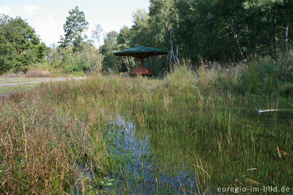 Detailansicht von Pillenfarn, Pilularia pilulifera, Drover Heide