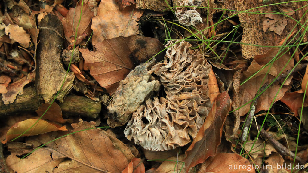 Detailansicht von Pilzruine im Wald bei Roetgen