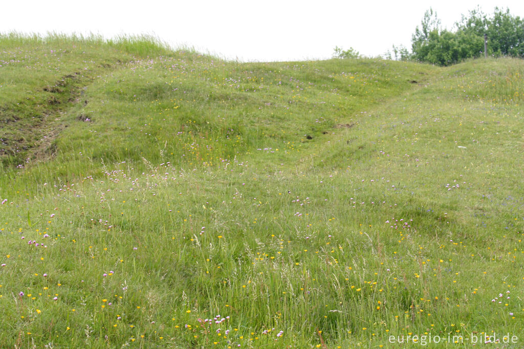 Detailansicht von Pingenlandschaft mit Galmeiflora auf dem Brockenberg bei Stolberg