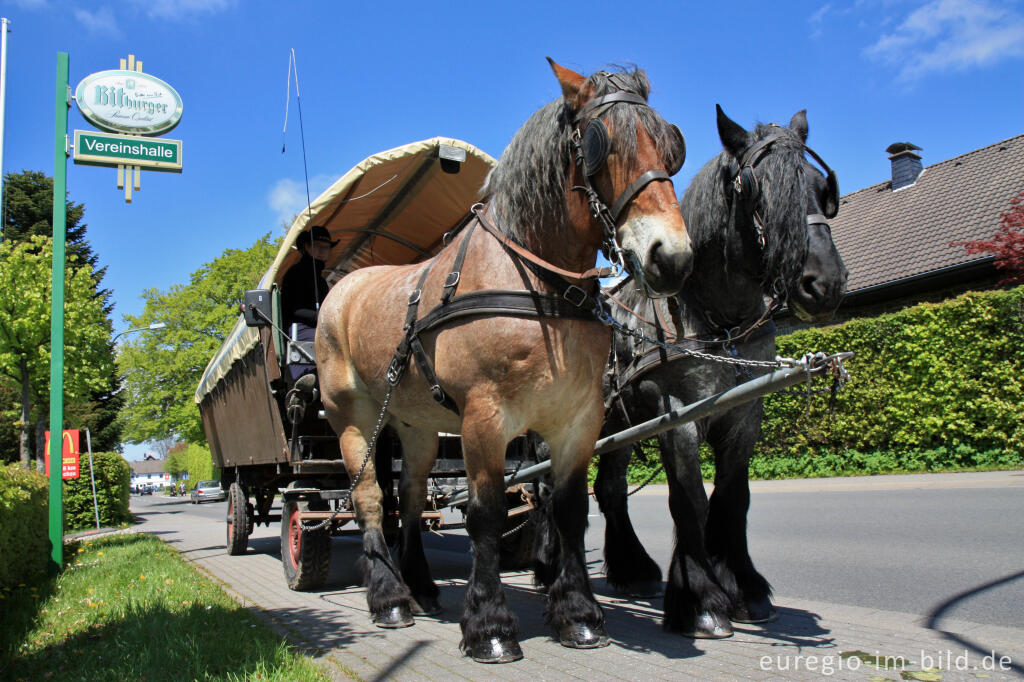 Detailansicht von Planwagen mit Ardenner Kaltblutpferden beim Nationalpark-Tor in Höfen