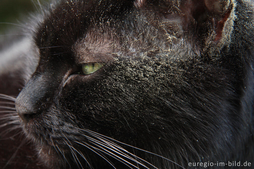 Detailansicht von Pollen im Fell einer schwarzen Katze im Frühling