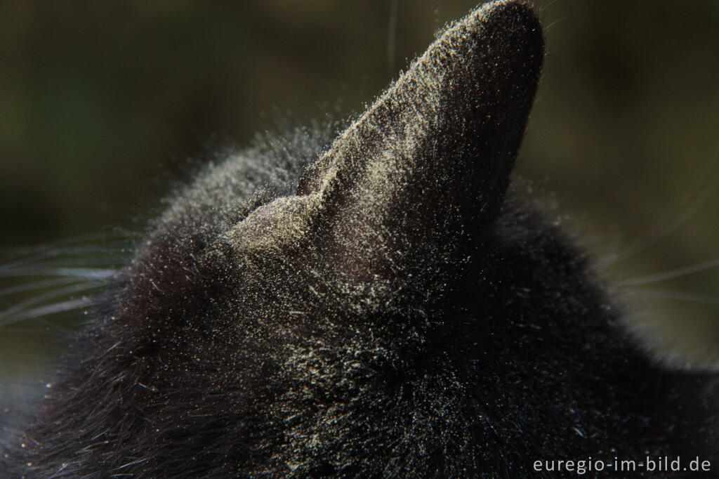 Detailansicht von Pollen im Fell einer schwarzen Katze im Frühling