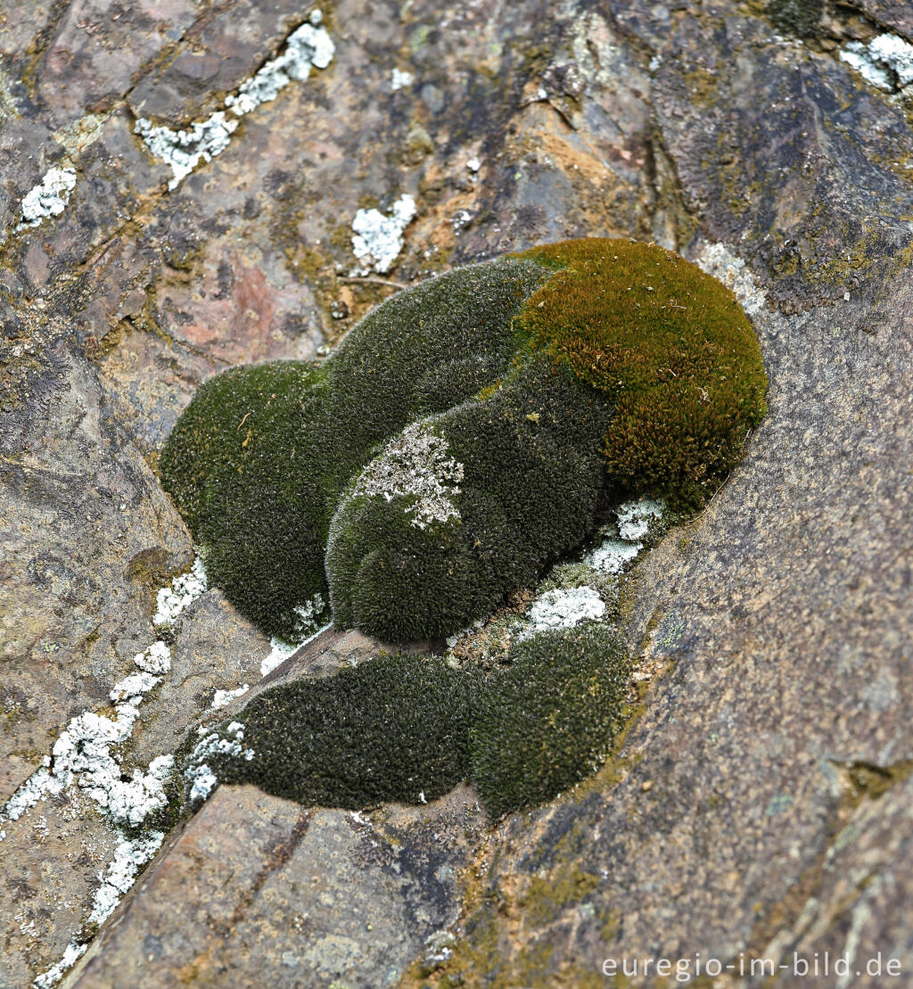 Detailansicht von Polster-Kissenmoos, Grimmia pulvinata und Flechten auf dem Meuchelberg