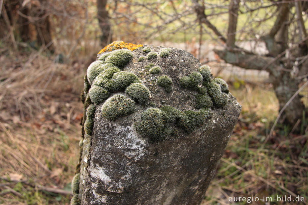 Detailansicht von Polster-Kissenmoos, Grimmia pulvinata