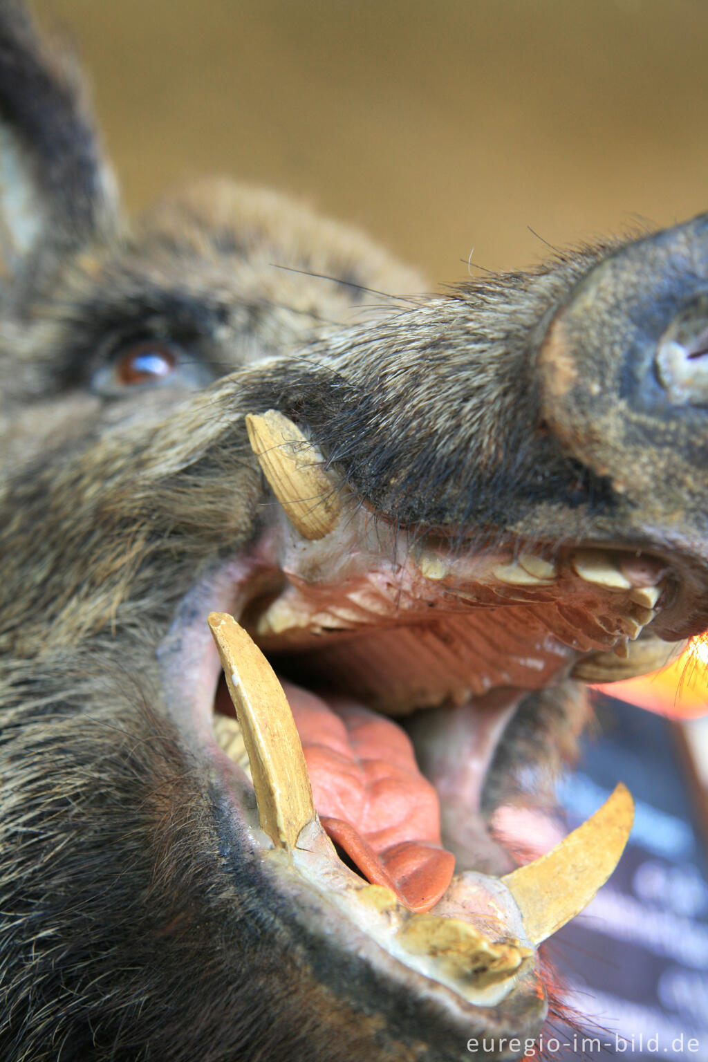 Detailansicht von Präparierter Wildschweinkopf im Boscafé "t Hijgend Hert"