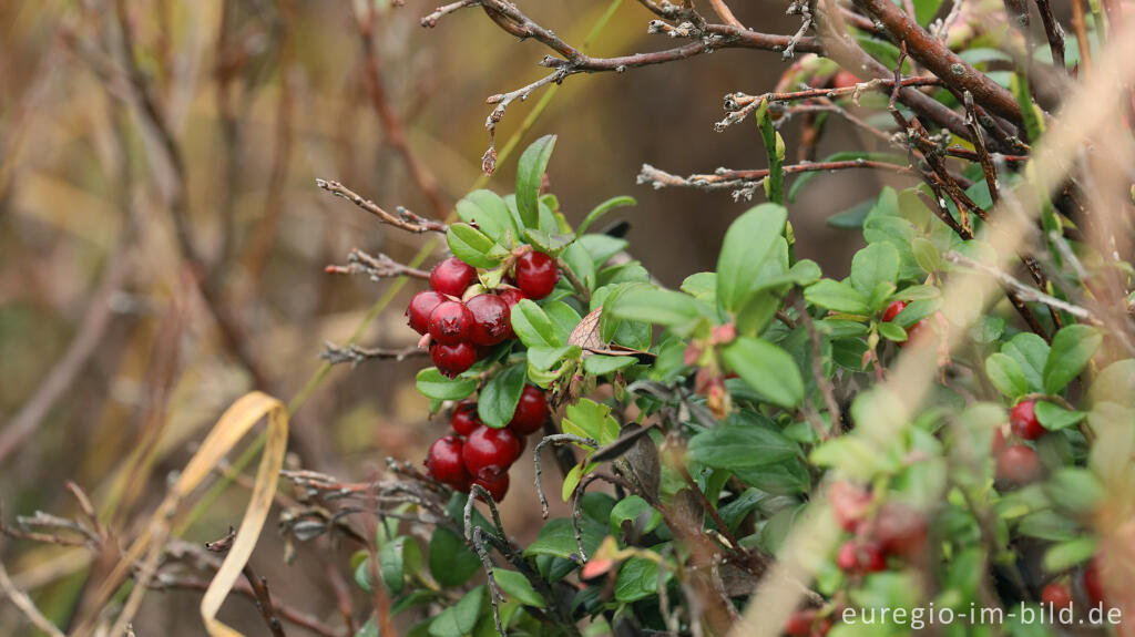 Detailansicht von Preiselbeere (Vaccinium vitis-idaea), Steinley-Venn