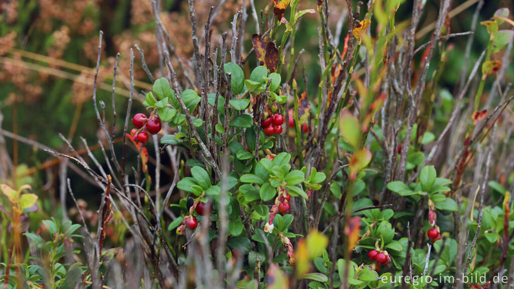 Detailansicht von Preiselbeere (Vaccinium vitis-idaea), Steinley-Venn