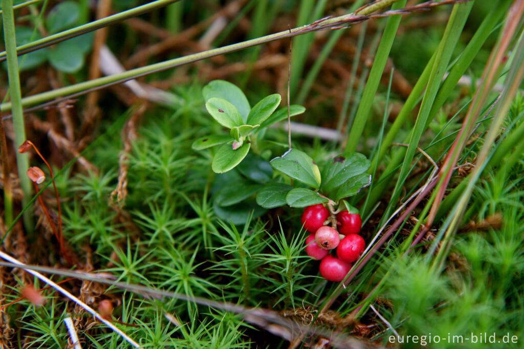 Preiselbeeren im Brackvenn, Hohes Venn