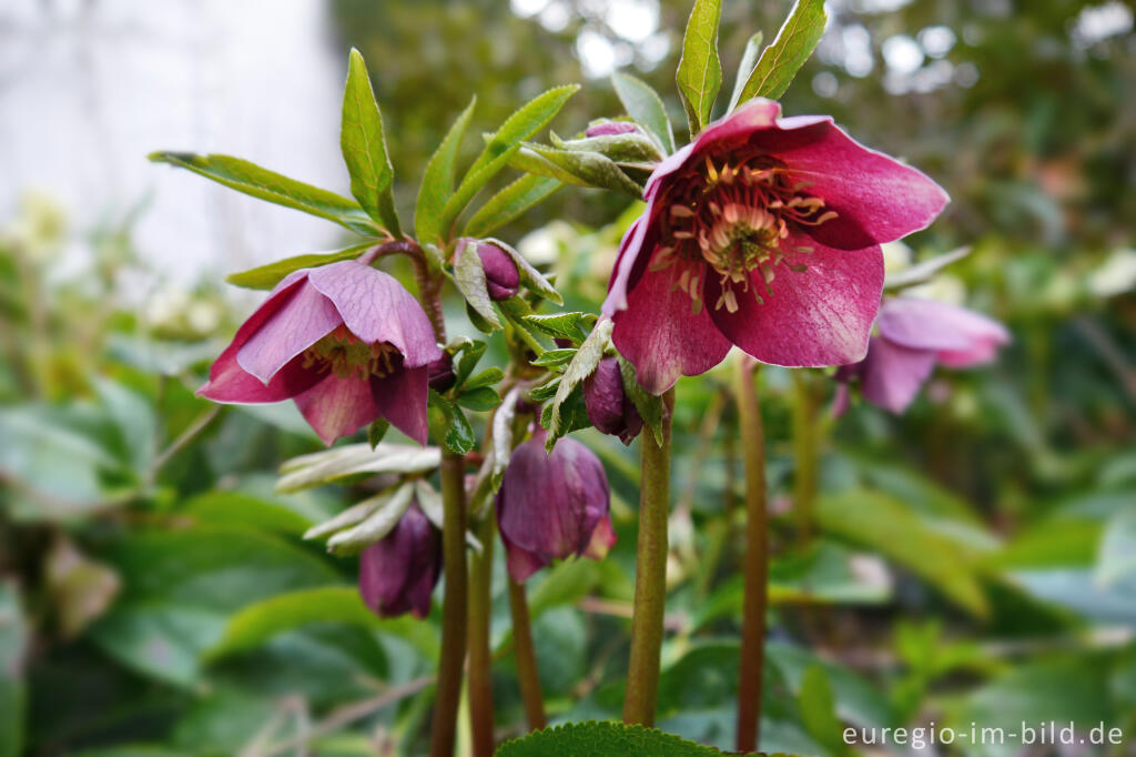 Detailansicht von Purpur-Nieswurz (Helleborus purpurascens) als Gartenblume im Februar