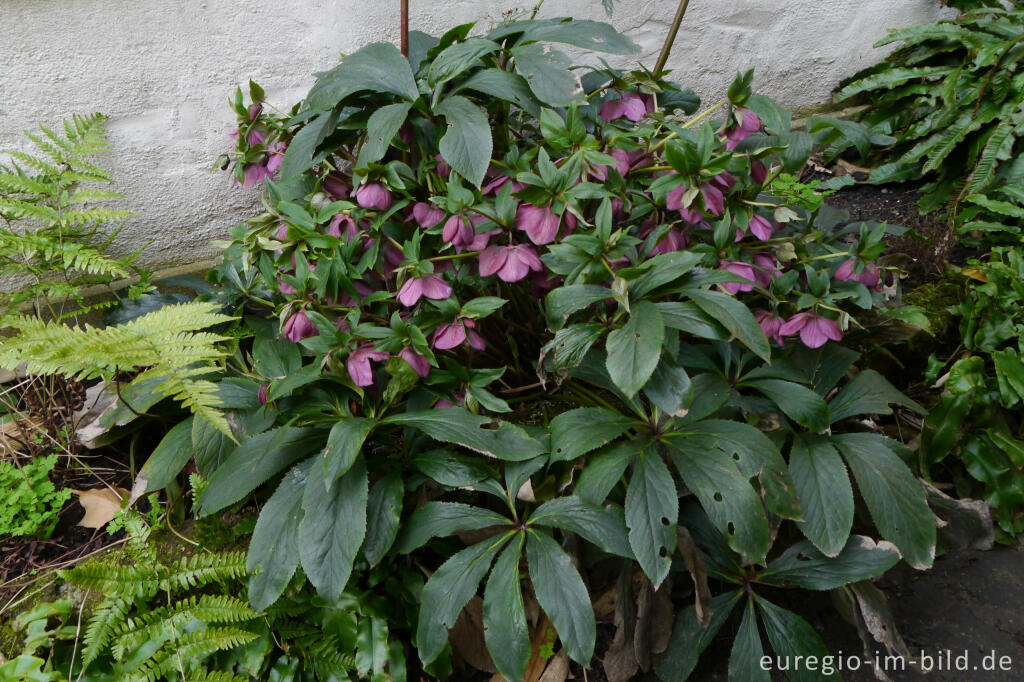 Detailansicht von Purpur-Nieswurz, Helleborus purpurascens