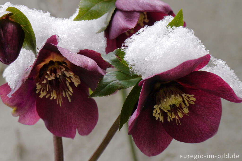 Detailansicht von Purpur-Nieswurz mit Schnee