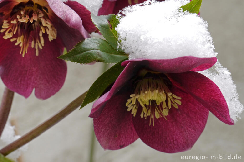 Detailansicht von Purpur-Nieswurz mit Schnee