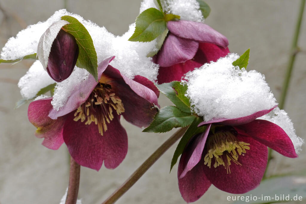 Detailansicht von Purpur-Nieswurz mit Schnee