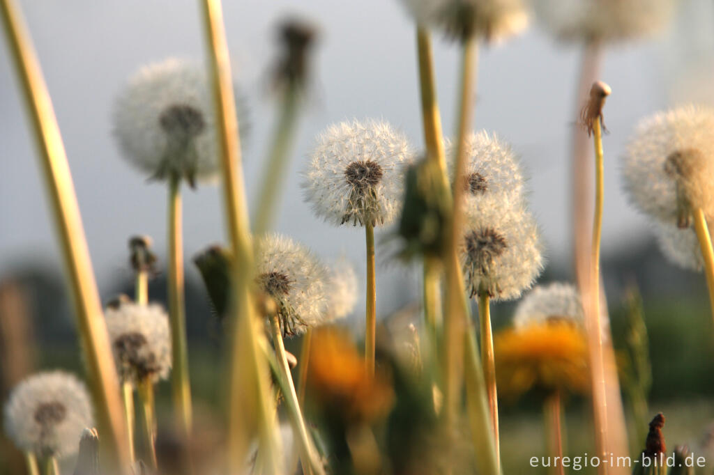 Detailansicht von Pusteblumen