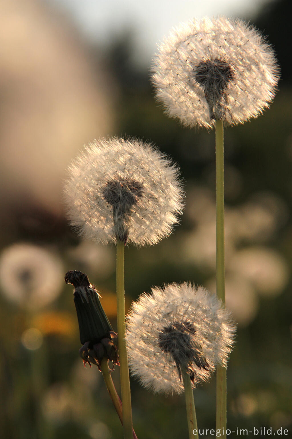 Detailansicht von Pusteblumen