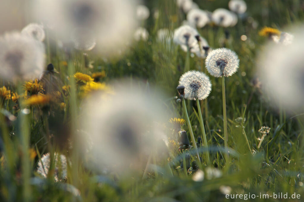 Detailansicht von Pusteblumen