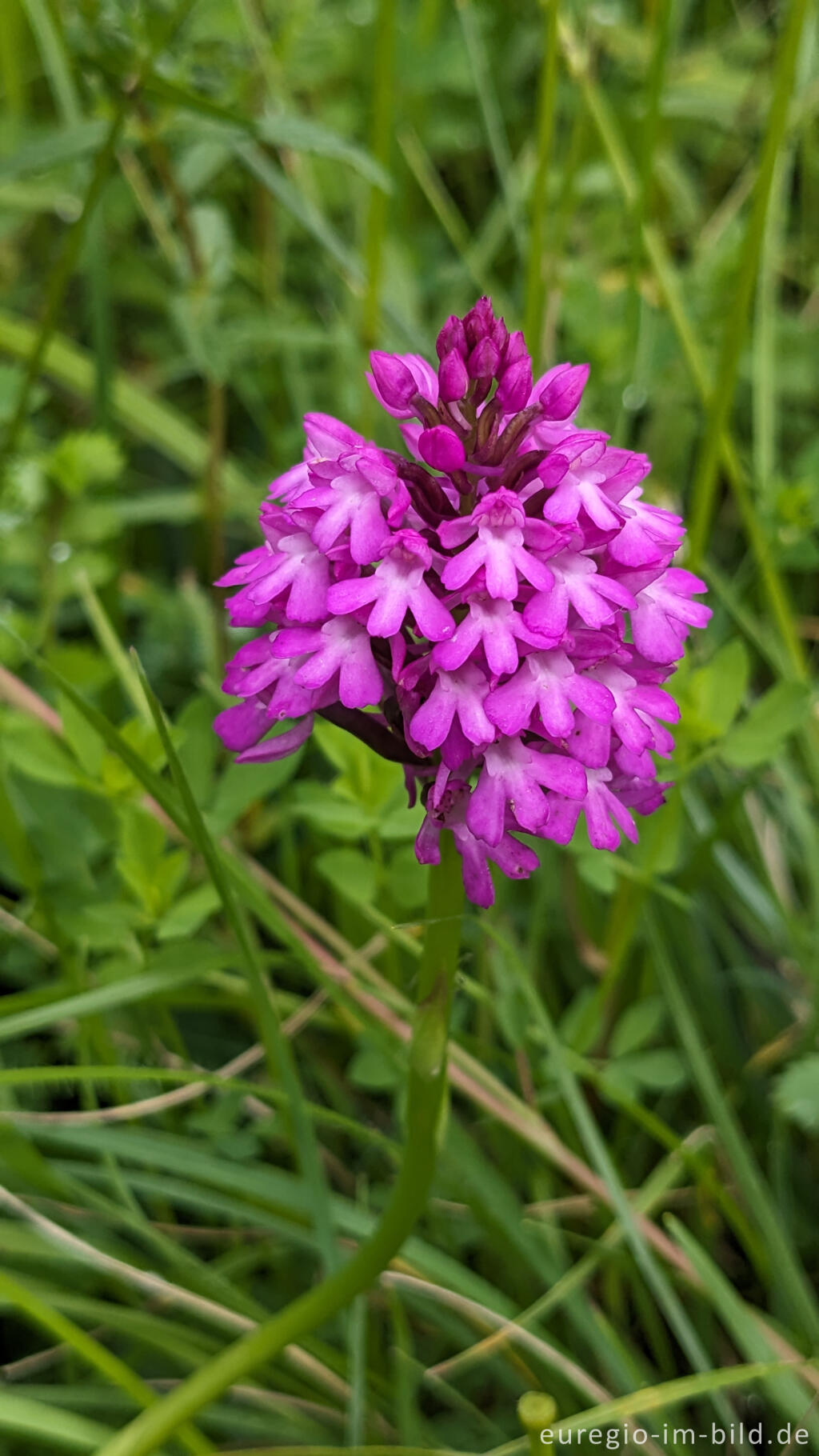 Detailansicht von Pyramiden-Hundswurz (Anacamptis pyramidalis) im Orchideen-Garten Gerendal