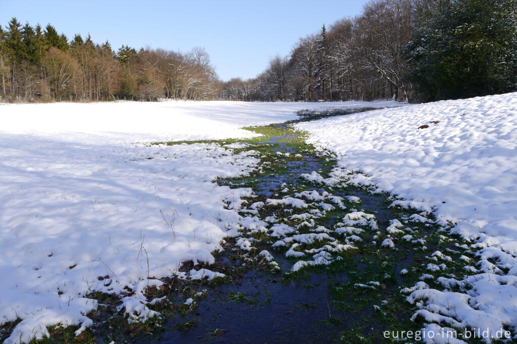 Detailansicht von Quelle in einer winterlichen Wiese