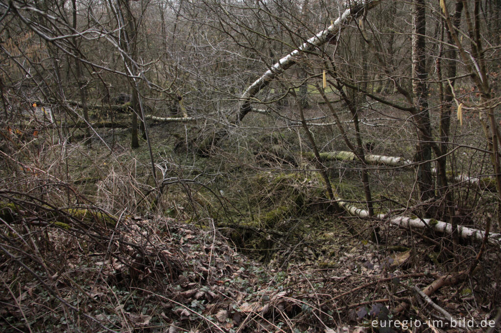 Detailansicht von Quellgebiet beim ehemaligen Bergbaugelände, Plombières