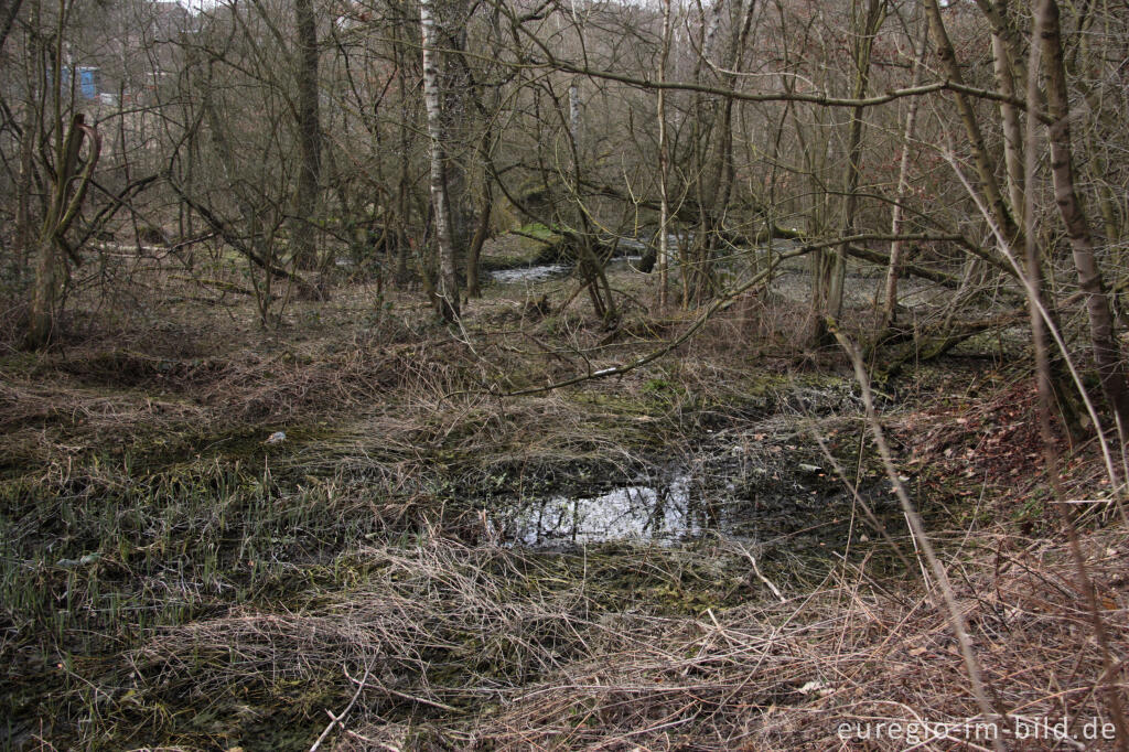 Detailansicht von Quellgebiet beim ehemaligen Bergbaugelände, Plombières