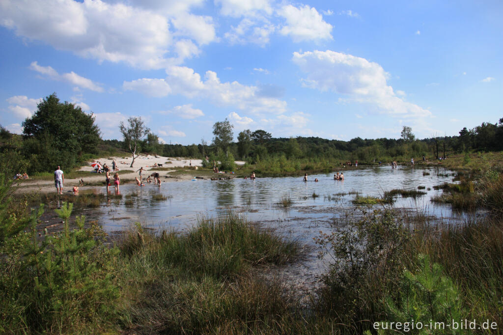 Detailansicht von Quellgebiet des Rode Beek in der Brunssummerheide