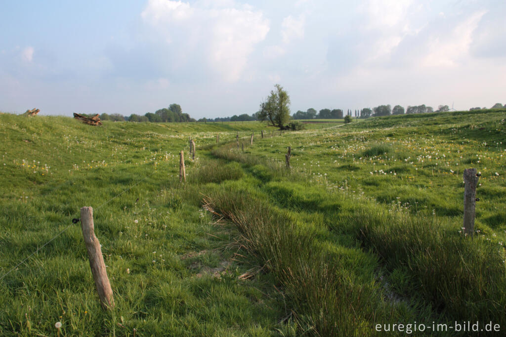 Detailansicht von Quellgebiet des Steinkaulbachs bei Aachen-Horbach