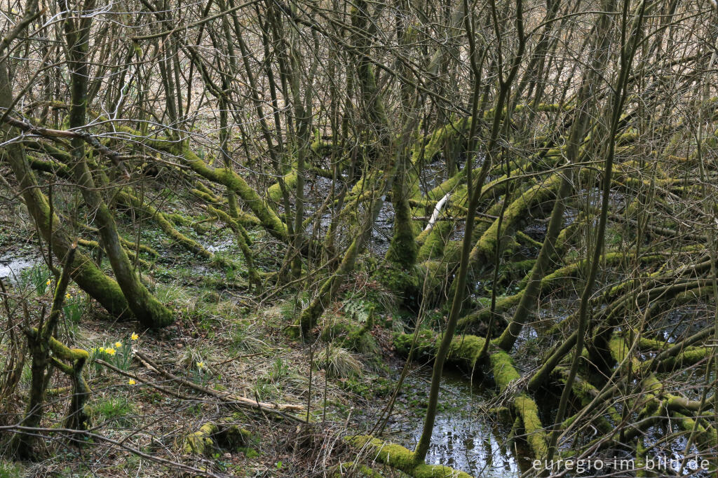 Detailansicht von Quellgebiet mit Narzissen im Perlenbachtal, Monschau-Höfen