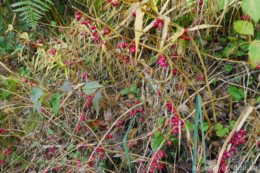 Quirlblättrige Weißwurz, Polygonatum verticillatum