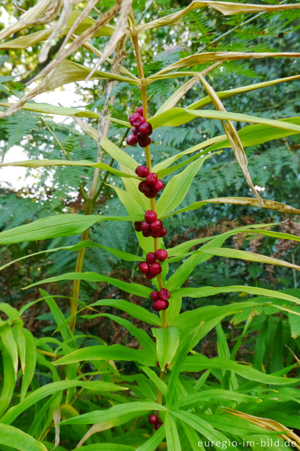 Quirlblättrige Weißwurz, Polygonatum verticillatum