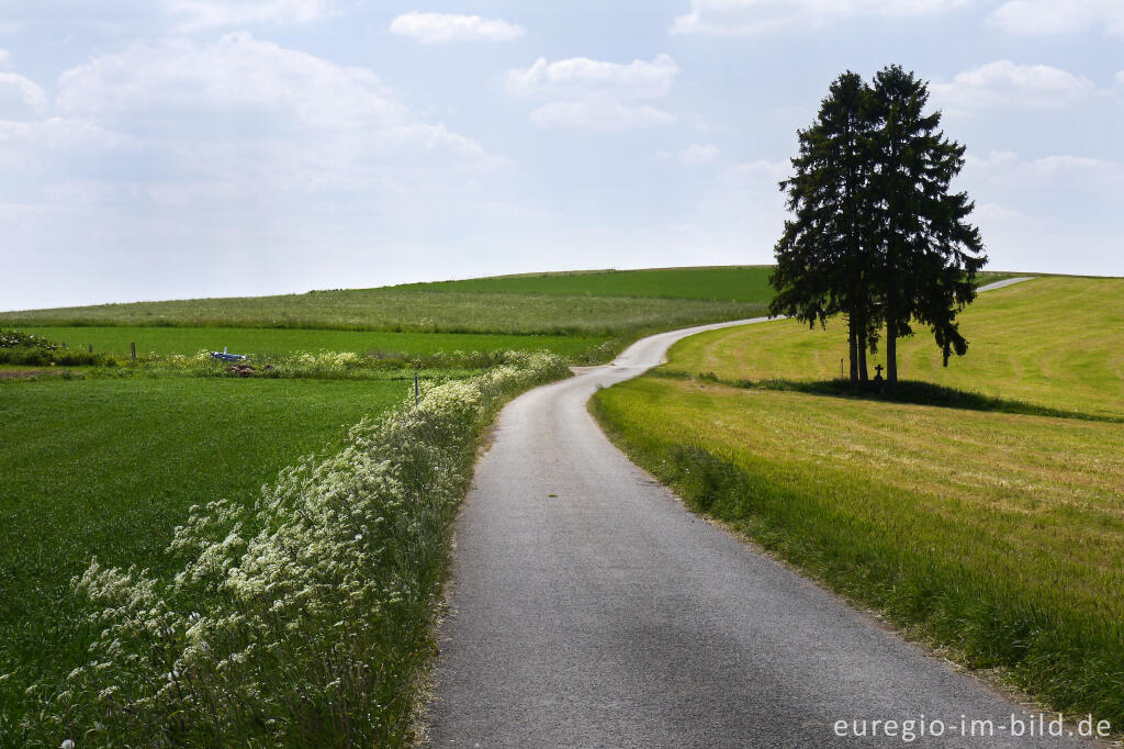 Detailansicht von Rad- und Wanderweg südlich von Burg-Reuland