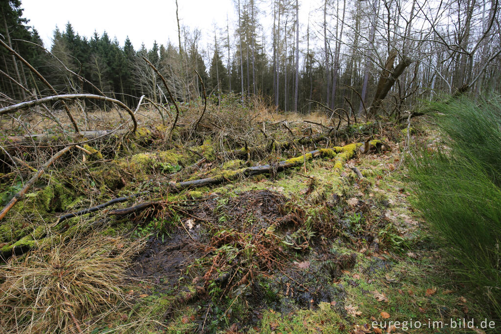 Detailansicht von Rangertour im Wilden Kermeter