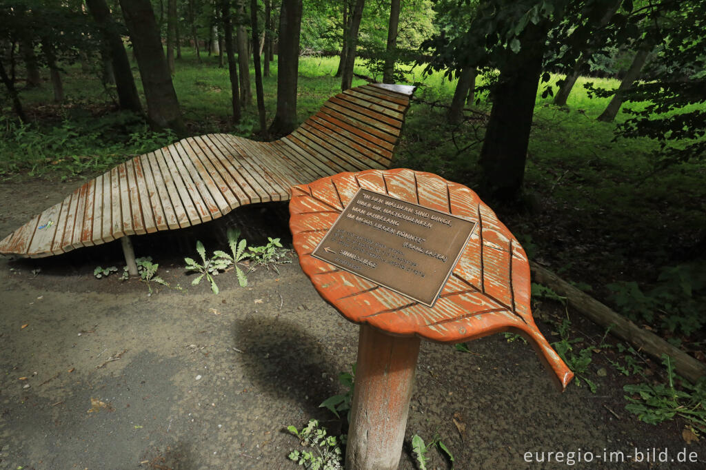 Detailansicht von Rastplatz auf der Hirschley-Route im Kermeter, Nationalpark Eifel