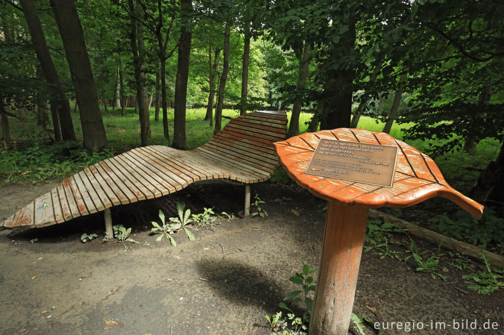 Detailansicht von Rastplatz auf der Hirschley-Route im Kermeter, Nationalpark Eifel